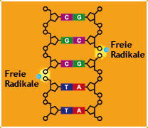 Grafik freie Radikale