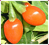 Goji Beeren